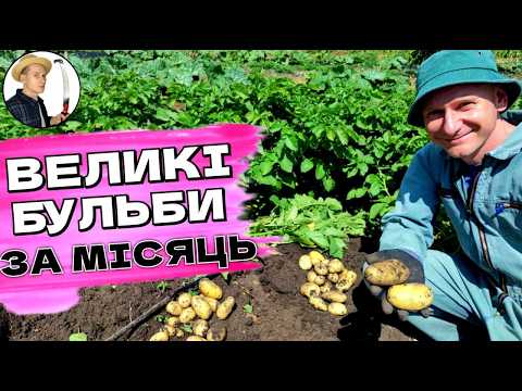 Видео: Цей Сорт Картоплі ШОКУЄ: Великі Бульби за 45 Днів - Перевірено!