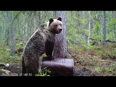 Видео: Медведь повредил камеру. Видео с фотоловушки BG-310.