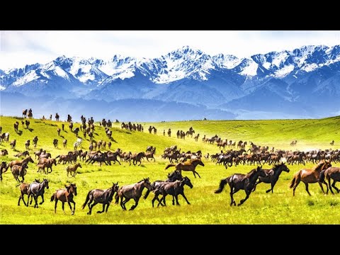 Видео: Жайлауым, Мағауия баймұхамет, Терме, халық әні, Іле Қазақ облс, Қытай қазақтары, Kazakh folky, Қытай