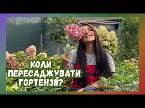 Видео: Коли пересаджувати гортензії?