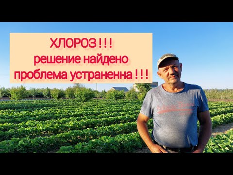 Видео: ХЛОРОЗ!!! Лучшее решение проблемы-листовая диагностика