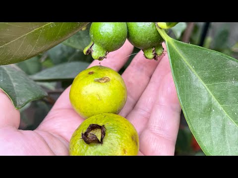 Видео: Гуава/Гуайява лимонная Psidium cattleianum желтая