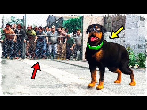Видео: Чопқа Зомбилер шабуыл жасады 😭 | GTA 5