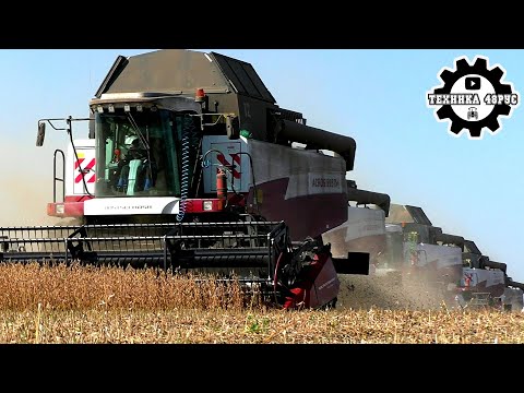 Видео: Уборка сои в Елецком районе. Комбайны Акрос 595+ в работе. Уборочная - 2024