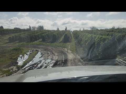 Видео: Завозим пчел староверу Типикину на опыление блубери это голубики