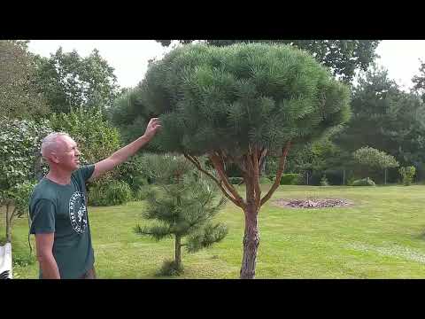 Видео: формирование сосен