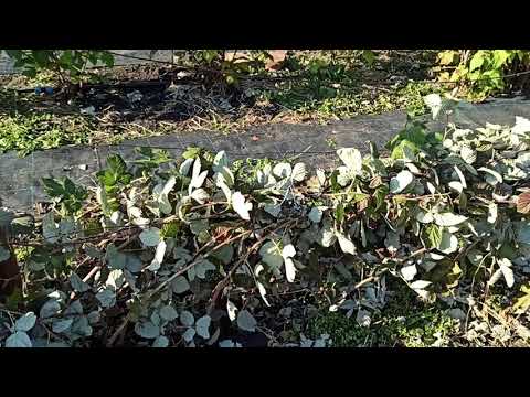 Видео: Подготовка летней малины к зиме. Омск,17.10.2021г.