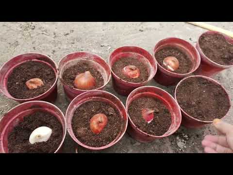 Видео: Лола пиёзларини тугри экиш