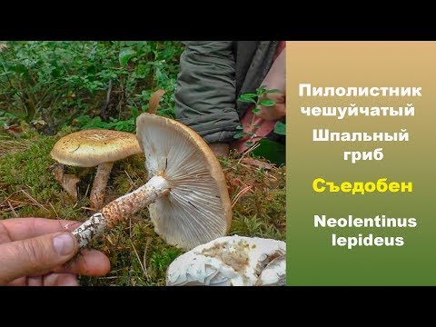 Видео: Шпальный гриб - Пилолистник чешуйчатый - Съедобный.