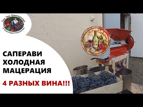 Видео: Саперави. Холодная мацерация. Четыре разных вина из Саперави #ТриЭкоВиноделие