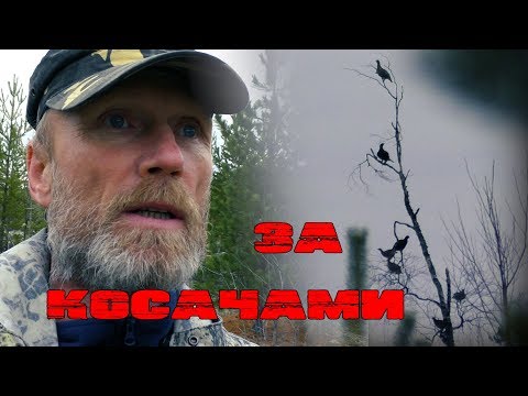 Видео: ПРО ОХОТУ НА ТЕТЕРЕВА