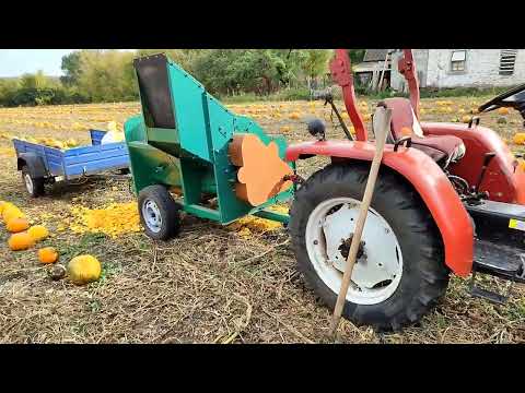 Видео: Молотимо гарбуз.Як даються перші кілограми насіння...