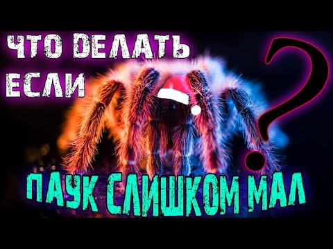 Видео: Уход и содержание МАЛЫШЕЙ паука ПТИЦЕЕДА