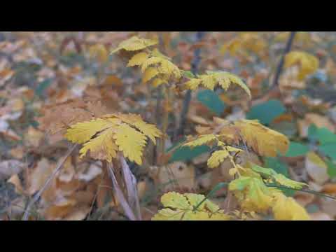 Видео: Осень- это все цвета светофора в одном парке.