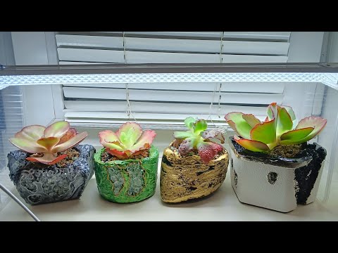 Видео: Укореняем срезы суккулентов
