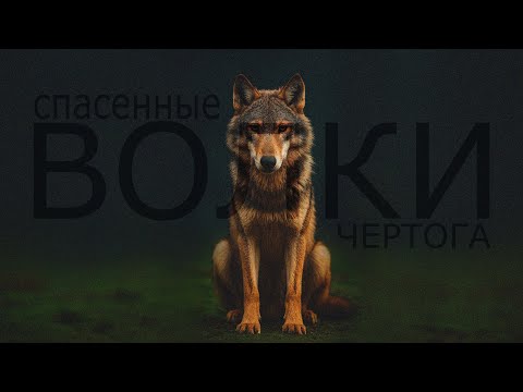 Видео: ВОЛКИ. Место, где дикие сердца получают второй шанс