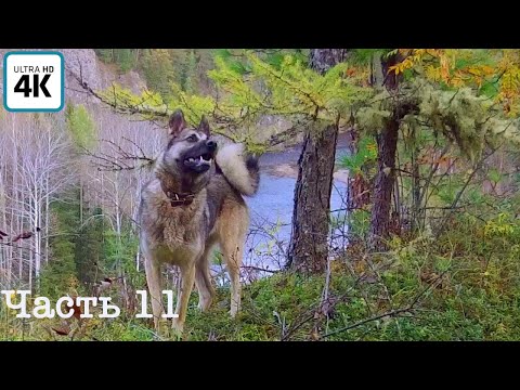 Видео: Экспедиция по горным рекам(ч.11) | Пеший осмотр местности с Пулей | Рябчики | Варим солянку | Банька