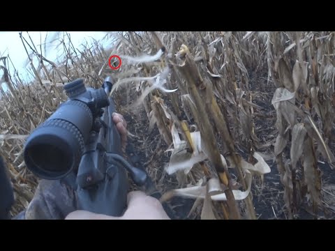 Видео: охота на кабана в кукурузе 2022/boar hunting