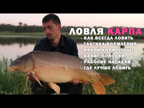 Видео: Карпфишинг. Как правильно кормить карпа, чтобы клевало всегда?