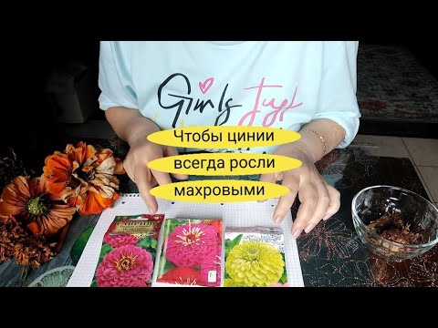Видео: Почему махровые цинии вырастают плоскими ромашками
