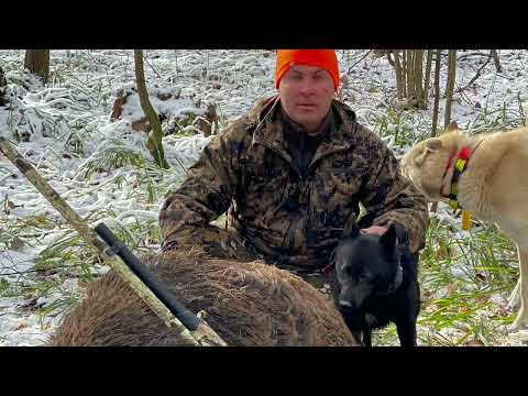 Видео: Охота с лайкой. Закрыли лицензии на кабана