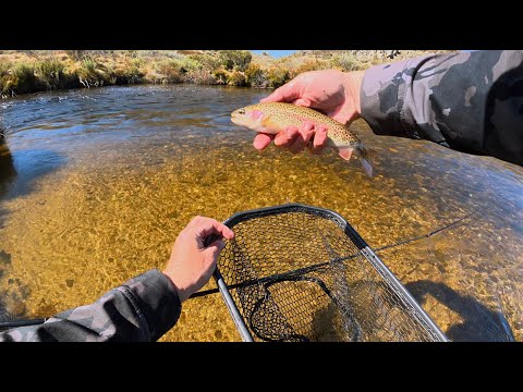 Видео: Кемпинг на реке Гунгарлин — ловля форели — пятый день моей рыбалки — наконец-то рыба