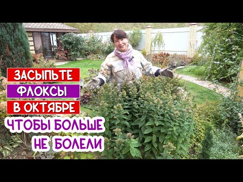 Видео: ФЛОКСЫ БОЛЬШЕ НИКОГДА НЕ ЗАБОЛЕЮТ - 100% проверено! Показываю, как вылечить флоксы в октябре.