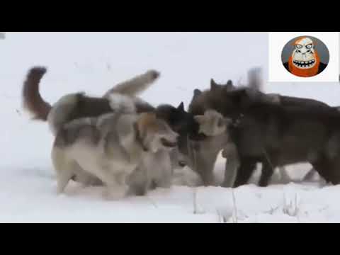 Видео: Нападения волков на собак  Несколько случаев