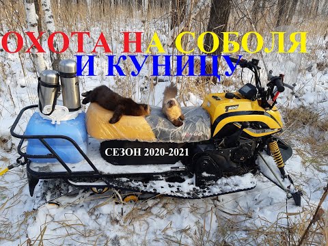 Видео: Охота на Соболя и Куницу капканами Первые Трофеи Сезон 2020-2021 Hunting Sable and Marten with traps