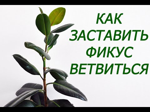 Видео: Как заставить фикус ветвиться