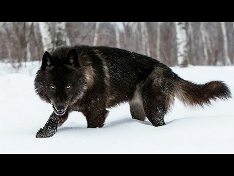 Видео: ӘЛЕМДЕГІ ЕҢ ҮЛКЕН 7 ҚАСҚЫР!