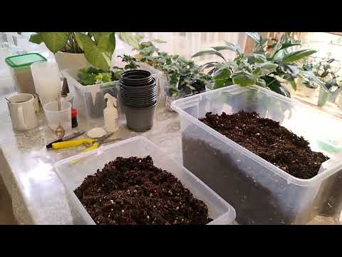 Видео: Пеларгонии! Всё и обо всём😀☺ Это НЕ мастер класс ☝ мой опыт укоренения и выращивание 🌱