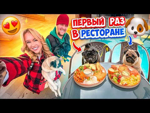 Видео: 24 ЧАСА С ФУНЕЙ и БАКСОМ!💓ВПЕРВЫЕ В РЕСТОРАНЕ ДЛЯ СОБАК!🐶 ДРУЖНЫЕ МОПСЫ В РЕАЛЬНОЙ ЖИЗНИ