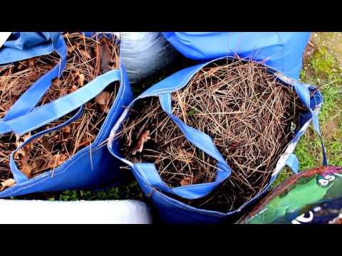 Видео: Моя голубика.Посадка и годичный прирост веток голубики.