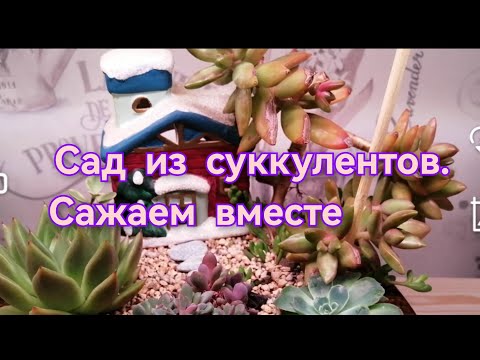 Видео: Сажаем вместе суккулентный сад🤗💐