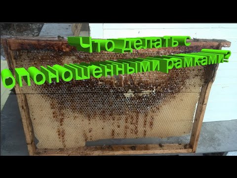 Видео: Профессор Кашковский: Что делать с рамками кристализоваными и опоношеными?