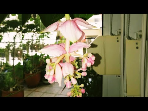 Видео: Мединилла(Medinilla)уход😁По просьбам подписчиков