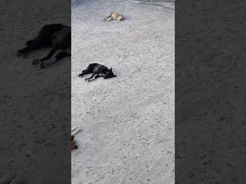 Видео: Собаки отдыхают. иврит: клавИм нахИм כלבים נחים