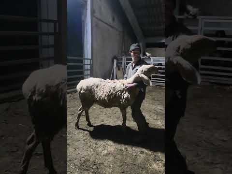 Видео: Гиссарская ярачка Грубого типа 8 месяцев живой вес 86 кг.