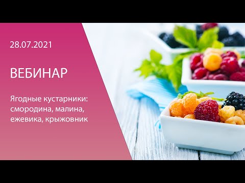 Видео: Вебинар «Технологические особенности выращивания малины и ежевики»