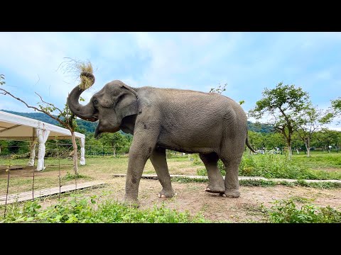 Видео: В Лазаревском районе открылся Парк Слонов 🐘. Новое интересное место на карте Сочи.