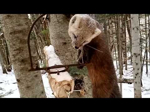 Видео: Выпал снег, выставляю капканы, есть немного добычи, осень 2023 г.