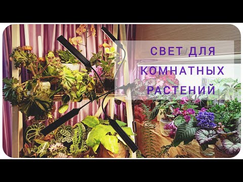 Видео: Так ли нужны фитолампы? Свет для моих комнатных растений