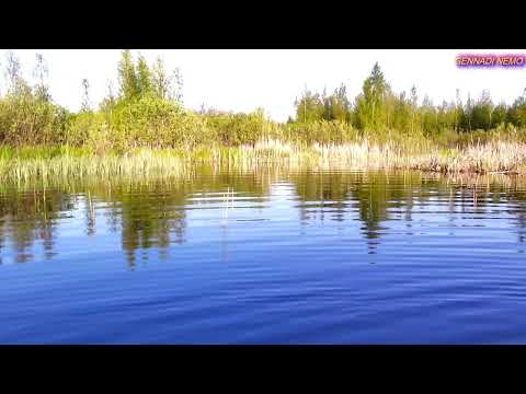 Видео: ЛЮБИМОЕ ОЗЕРО. ЛОСЬ НА БЕРЕГУ. ТАНЕЦ ЛЕБЕДЕЙ.