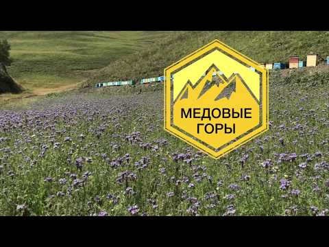 Видео: Профессор Кашковский Владимир Георгиевич.Ответы на вопросы пчеловодов.28.11.2019