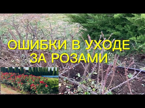 Видео: Розы. Ошибки, которые могут привести к гибели роз. Обрезка Робусты.🌹🌹🌹