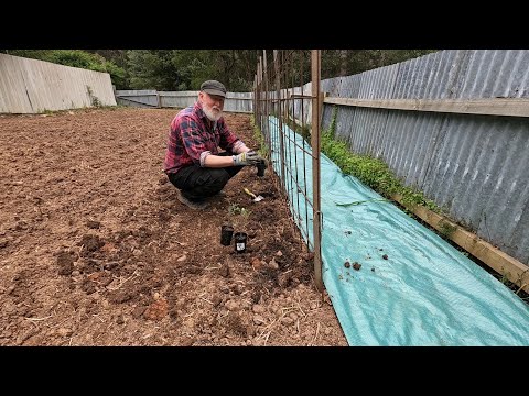 Видео: Весенняя посадка