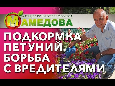 Видео: 🌸 Подкормка петуний. Борьба с вредителями.