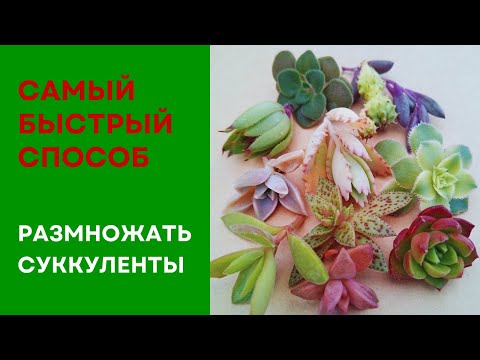 Видео: Как размножаются суккуленты? Самый быстрый способ