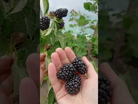 Видео: Ежевика Кэддо